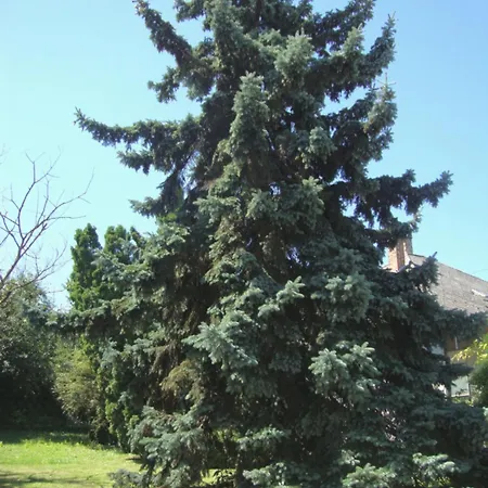 Fanni Vizkoezeli, Klimatizalt Vendeghaz Balatonboglár