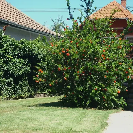 Fanni Vizkoezeli, Klimatizalt Vendeghaz *